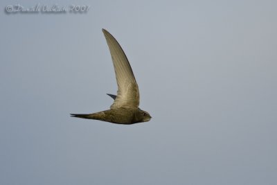 Common Swift (Apus apus)