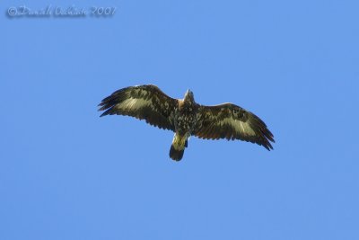 Golden Eagle (Aquila reale)