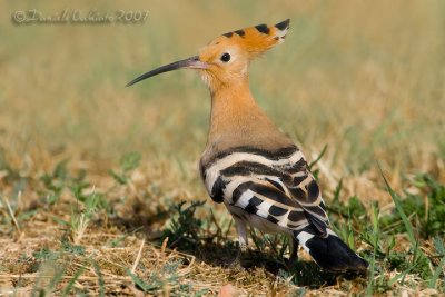 Hoopoe (Upupa epops)