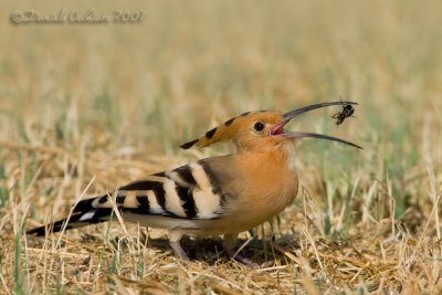 Hoopoe (Upupa epops)