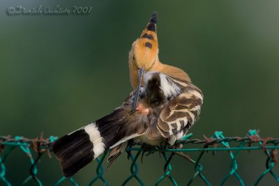 Hoopoe (Upupa epops)