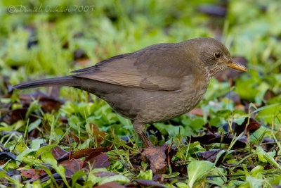 Blackbird (Turdus merula)