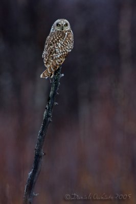 Short-eared Owl (Asio flammeus)