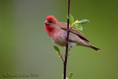 Scarlet Rosefinch (Carpodacus erythrynus)