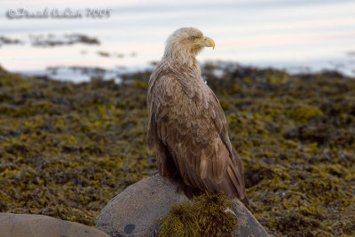 White-tailed Eagle (Haliaaetus albicilla)