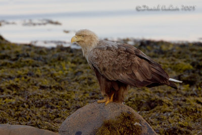 White-tailed Eagle (Haliaaetus albicilla)