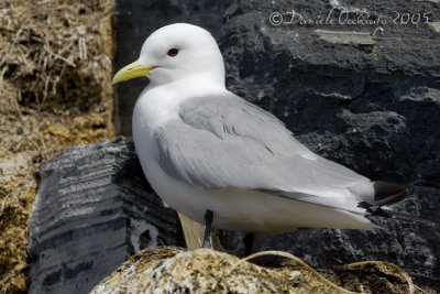 Kittiwake (Rissa tridactyla)