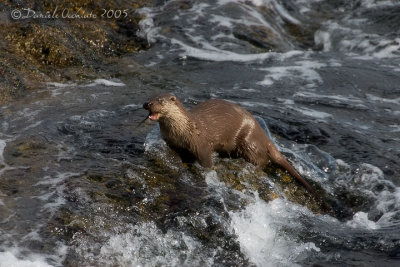 Common Otter (Lutra lutra)