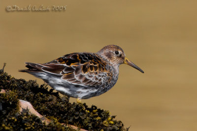 Purple Sandpiper (Calidris maritima)