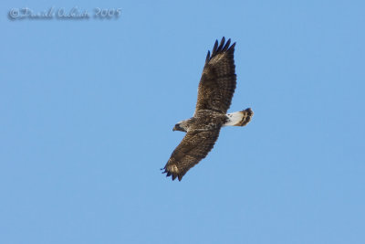 Rough-legged Buzzard (Buteo lagopus)