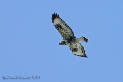 Rough-legged Buzzard (Buteo lagopus)