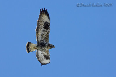 Rough-legged Buzzard (Buteo lagopus)