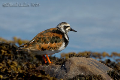 Ruddy Turnstone (Arenaria interpres)