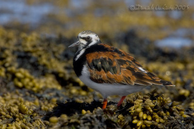 Ruddy Turnstone (Arenaria interpres)