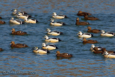 Steller's Eider (Polysticta stelleri)