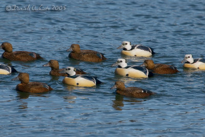 Steller's Eider (Polysticta stelleri)