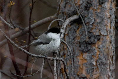 Willow Tit (Poecile montanus)