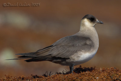 Arctic Skua (Stercorarius parasiticus)