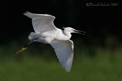 Little Egret (Egretta garzetta)