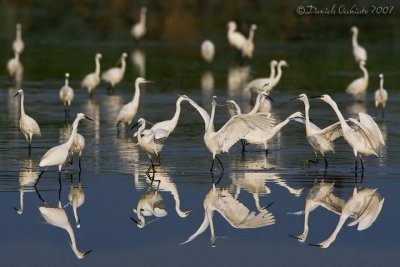 Little Egret (Egretta garzetta)