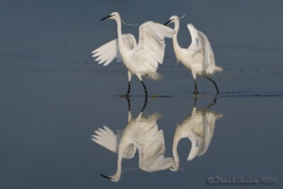 Little Egret (Egretta garzetta)