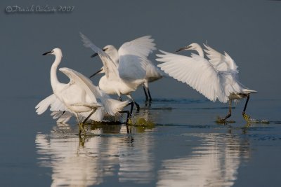 Little Egret (Egretta garzetta)