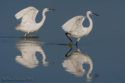 Little Egret (Egretta garzetta)