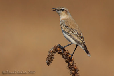 Northern Wheatear (Oenanthe oenanthe)