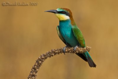 Bee-eater (Merops apiaster)