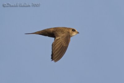 Pallid Swift (Apus pallidus brehemorum)