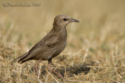 Common Starling (Sturnus vulgaris)