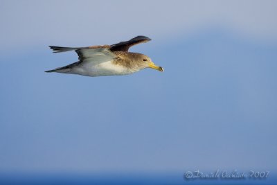 Scopoli's Shearwater (Calonectris diomedea ssp diomedea)