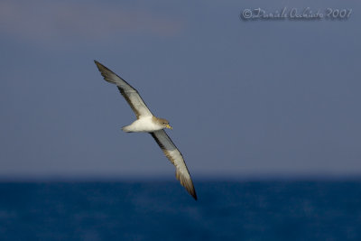 Scopoli's Shearwater (Calonectris diomedea ssp diomedea)