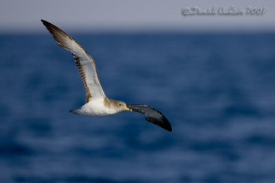 Scopoli's Shearwater (Calonectris diomedea ssp diomedea)