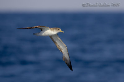 Scopoli's Shearwater (Calonectris diomedea ssp diomedea)