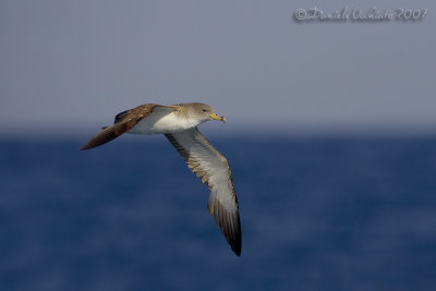 Scopoli's Shearwater (Calonectris diomedea ssp diomedea)