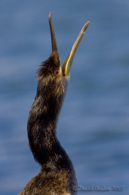 Shag (Phalacrocorax aristotelis ssp desmarestii)