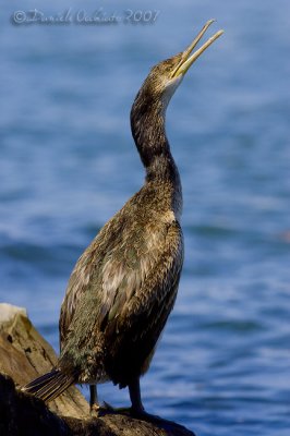 Shag (Phalacrocorax aristotelis ssp desmarestii)