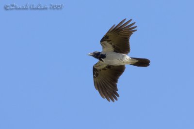 Hooded Crow (Corvus cornix)