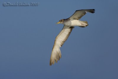 Scopoli's Shearwater (Calonectris diomedea ssp diomedea)