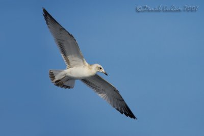 Mediterranean Gull (Ichthyaetus melanocephalus)