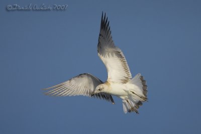 Mediterranean Gull (Ichthyaetus melanocephalus)