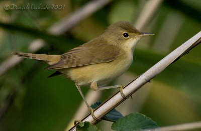 Eurasian Reed Warbler (Acrocephalus scirpaceus)