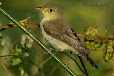 Icterine Warbler (Hippolais icterina)