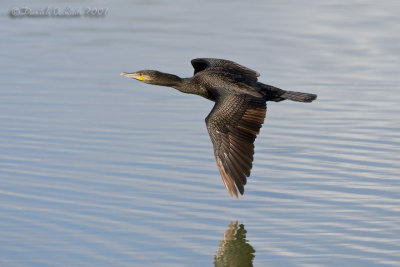 Great Cormorant (Phalacrocorax carbo)