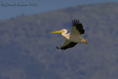 White Pelican (Pelecanus onocrotalus)