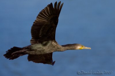 Great Cormorant (Phalacrocorax carbo)