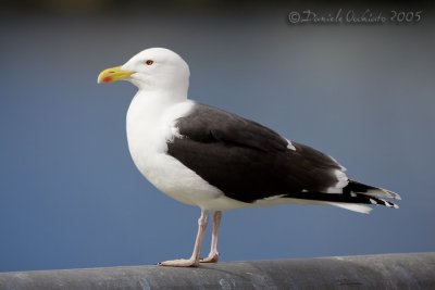 Great Black-backed Gull (Mugnaiaccio)