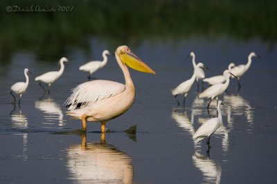 White Pelican (Pelecanus onocrotalus)