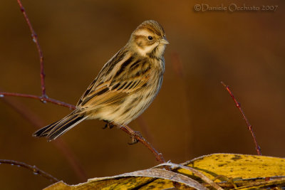 Reed Bunting (Emberiza schoeniclus)